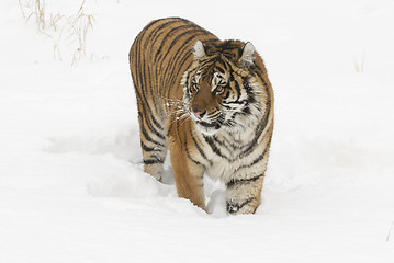 Image showing Amur Tiger