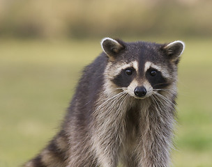 Image showing Raccoon