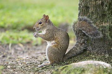 Image showing Eastern Gray Squirrel