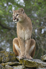 Image showing Mountain Lion