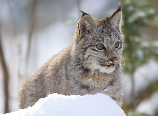 Image showing Lynx