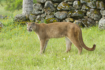 Image showing Mountain Lion