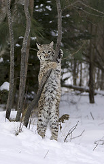 Image showing Bobcat