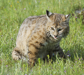 Image showing Bobcat