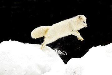 Image showing Arctic Fox