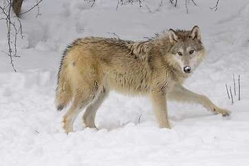 Image showing Gray or Arctic Wolf