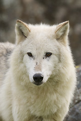 Image showing Gray Wolf