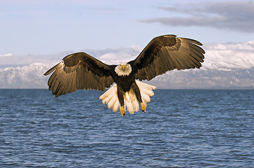 Image showing American Bald Eagle