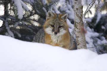Image showing Gray Fox
