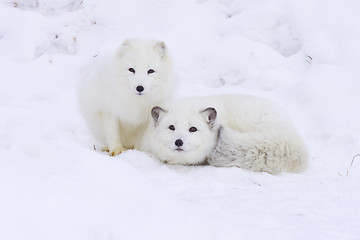 Image showing Arctic Fox