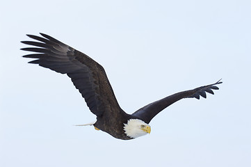 Image showing Alaskan Bald Eagle