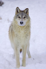 Image showing Gray or Arctic Wolf