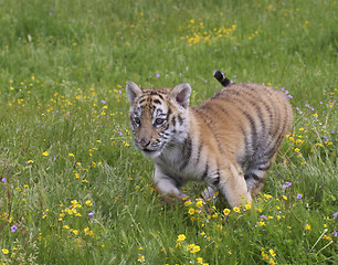 Image showing Tiger Cub