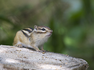 Image showing Siberian Chipmunk