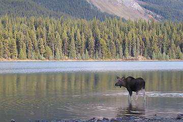 Image showing American Moose