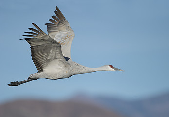 Image showing SandHill Crane