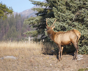 Image showing Canadian Elk