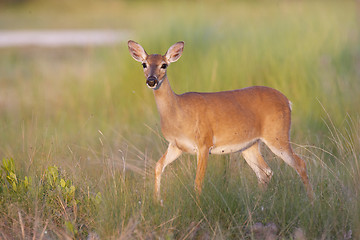 Image showing Key Deer 