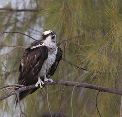 Image showing Osprey