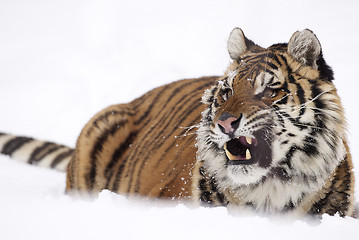 Image showing Amur Tiger