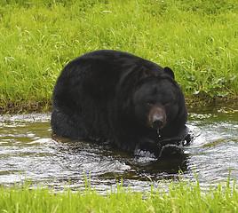 Image showing American Black Bear