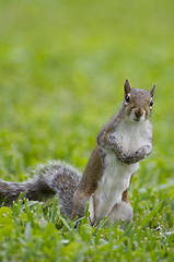 Image showing Eastern Gray Squirrel