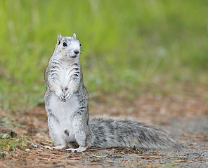 Image showing Delmarva Peninsular Fox Squirrel 