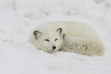 Image showing Arctic Fox