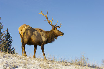 Image showing Canadian Elk