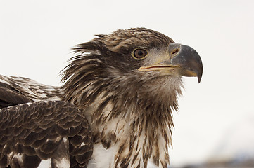 Image showing Alaskan Bald Eagle