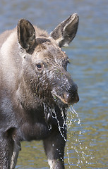 Image showing American Moose