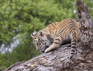 Image showing Tiger Cub