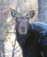 Image showing American Moose