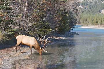 Image showing Canadian Elk