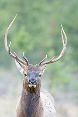 Image showing Canadian Elk