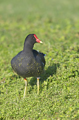 Image showing Common Moorhen