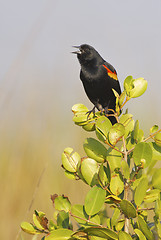 Image showing Red-wing Blackbird