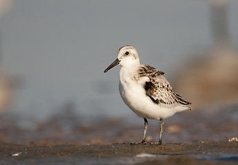 Image showing Sanderling