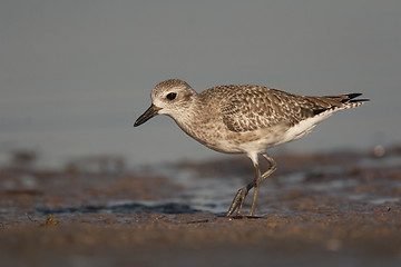 Image showing Semipalmated Sandpiper