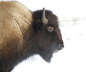 Image showing American Bison