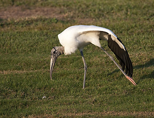 Image showing Wood Stork