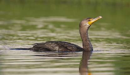 Image showing Double-crested Cormorant 