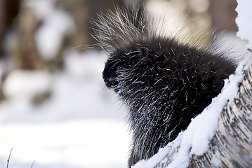 Image showing Porcupine