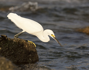 Image showing Snowy Egret