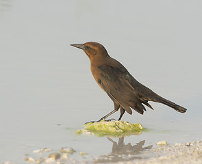 Image showing Boattail Grackle