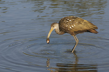 Image showing Limpkin