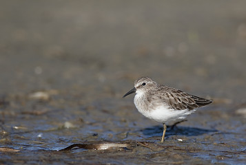 Image showing Least Sandpiper