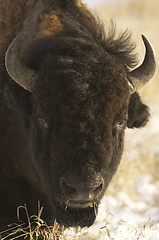 Image showing American Bison