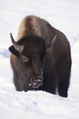 Image showing American Bison