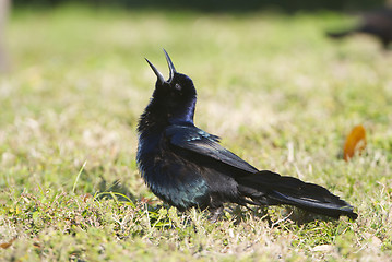 Image showing Boat-tail Grackle